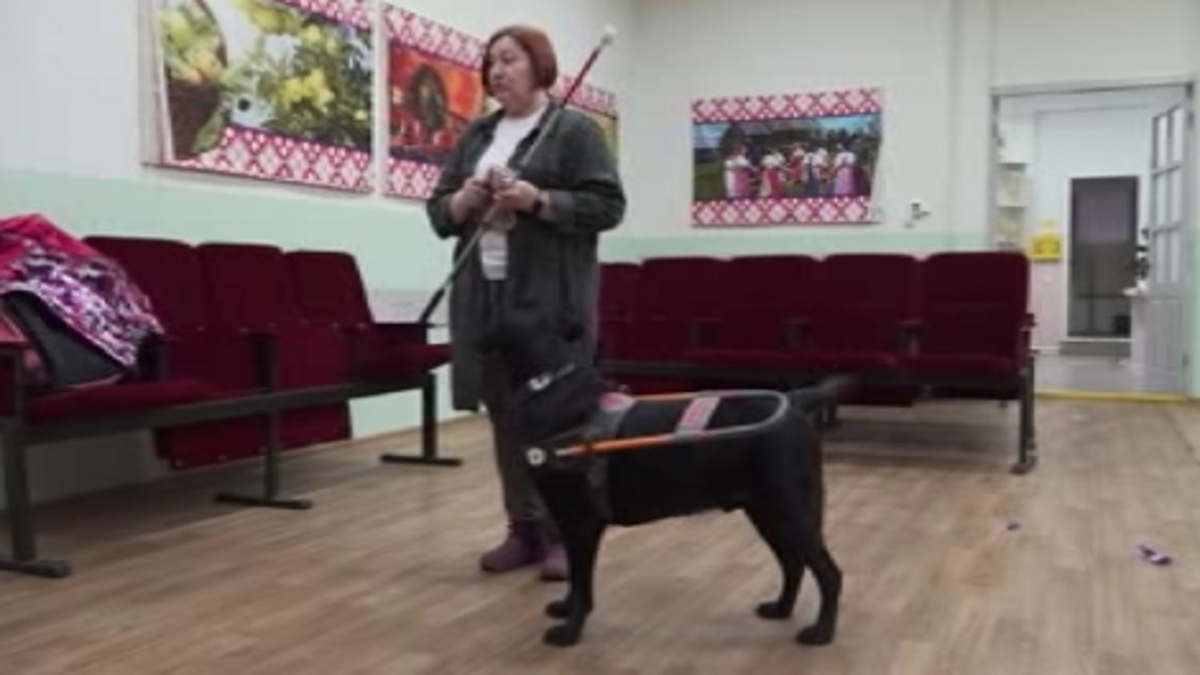    Следственный комитет Курской области начал проверку после нападения собаки на ребенка