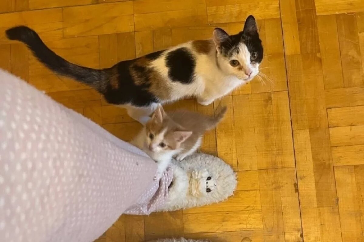    В Перми истощённая родившая кошка сама пришла к приюту и просила помощи