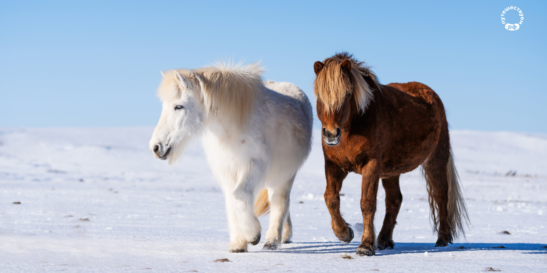 Агротур по Костромской области: капучино на козьем молоке и собачьи упряжки