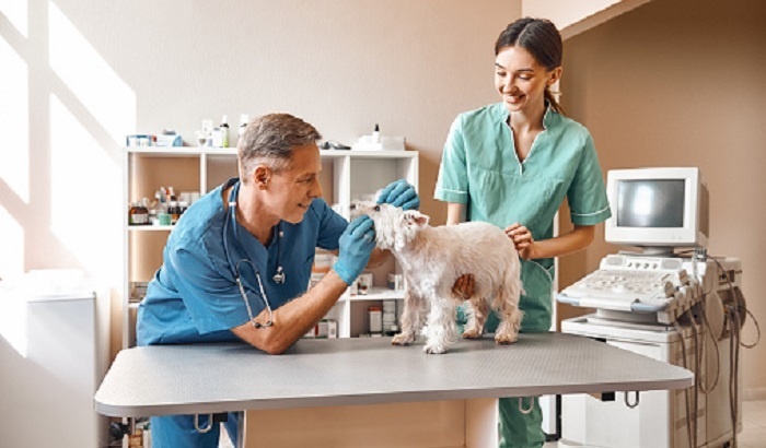 Матвиенко заявила о непомерной стоимости лечения животных в ветклиниках