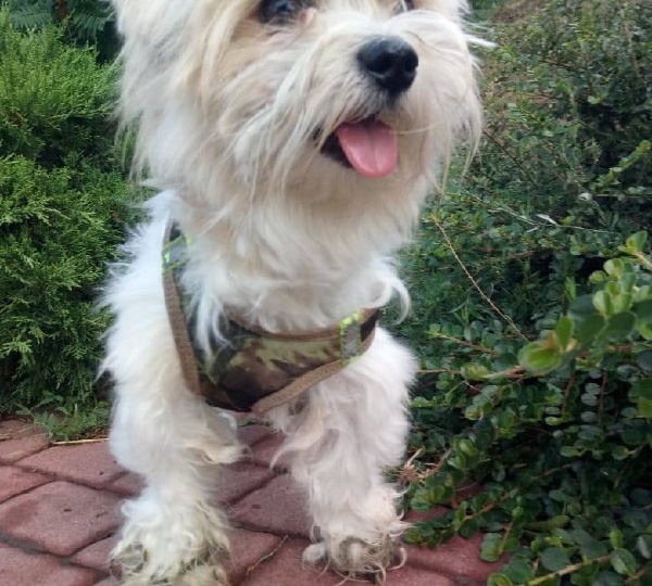 Сегодня пропала эта собачка на Добровольского и узнали от неравнодушных ,что сбили ее и повезли в клинику