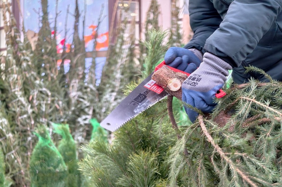    250 елок изъяли у нелегальных торговцев в Петербурге. Алексей БУЛАТОВ