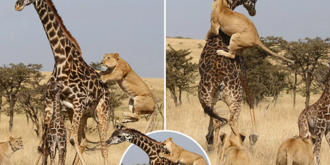 Жираф: 5 секретов гиганта. Восторг и ужас. Как же много мы не знали раньше!