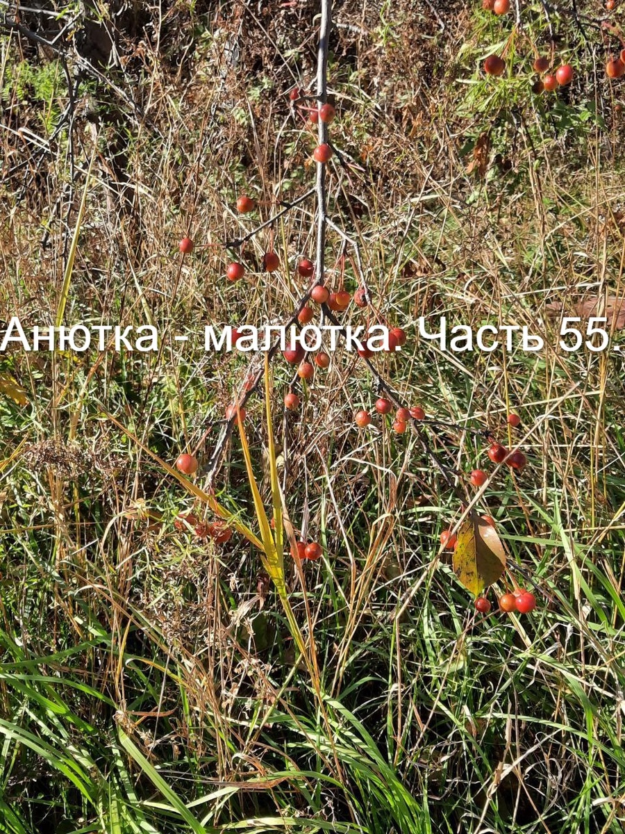 Фото автора. Немножко осени нам в повесть)))