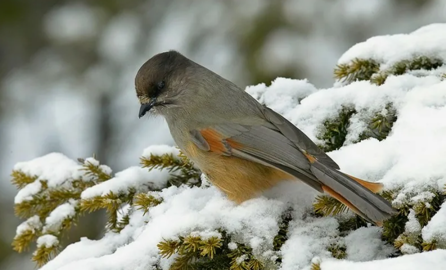 Кукша - родственница ворон,грачей и галок