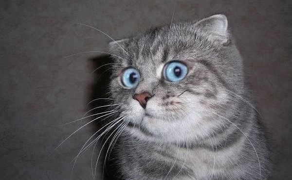 Так здорово время от времени осознавать само существование кошки… Это ПРИДАЕТ СМЫСЛ ЖИЗНИ