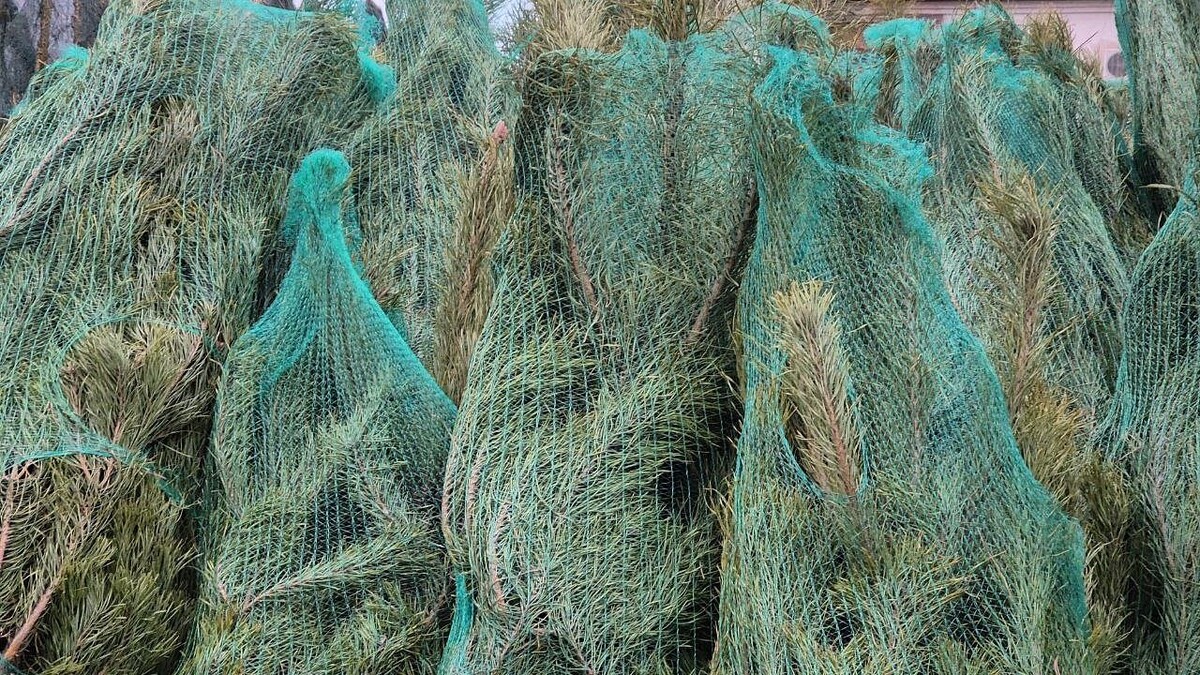    Фото: телеканал «Краснодар»