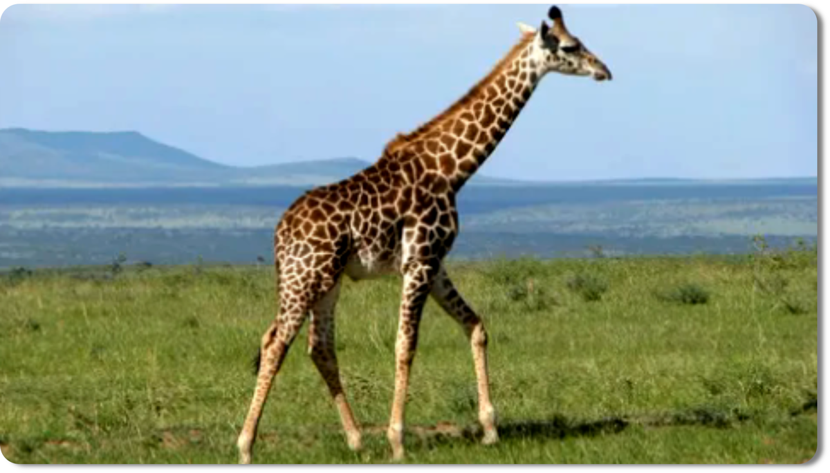 Жираф - самое высокое наземное млекопитающее планеты, с длинной шеей и пятнистым мехом, которое очаровывает своей грацией и уникальной биологией