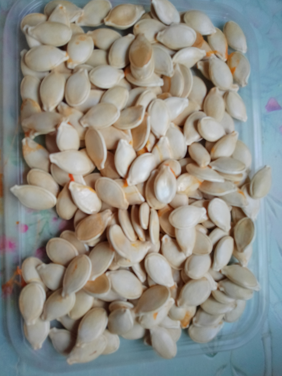 Фото автора. Семена тыквы