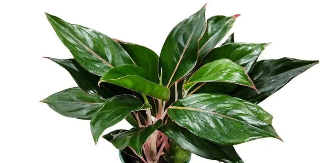 Aglaonema hybridum Sapphire 