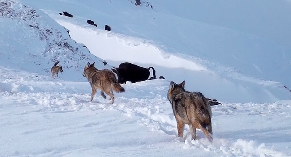 В Кавказском заповеднике стая молодых волков устроила облаву на зубренка