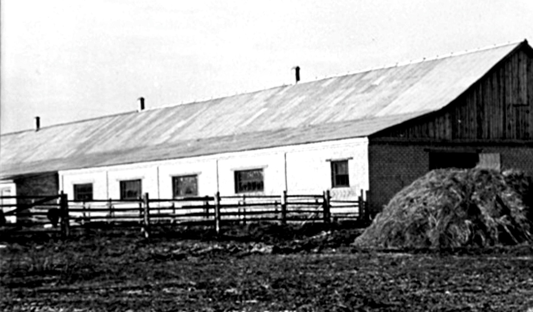 Типовой скотный двор в СССР. Фото из открытых источников.