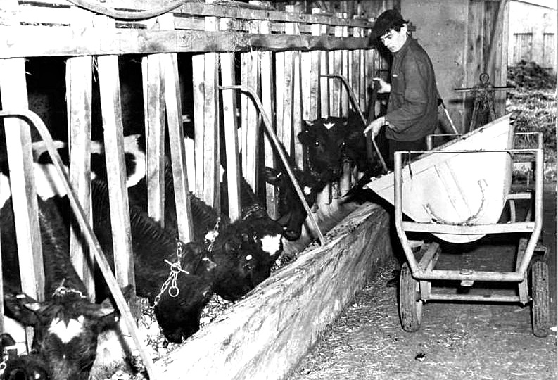 Люди советской деревни: сумасшедшие на скотном дворе