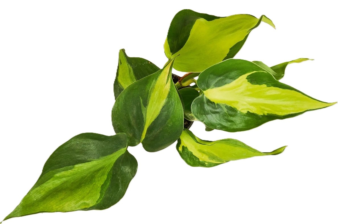 Philodendron Brasil