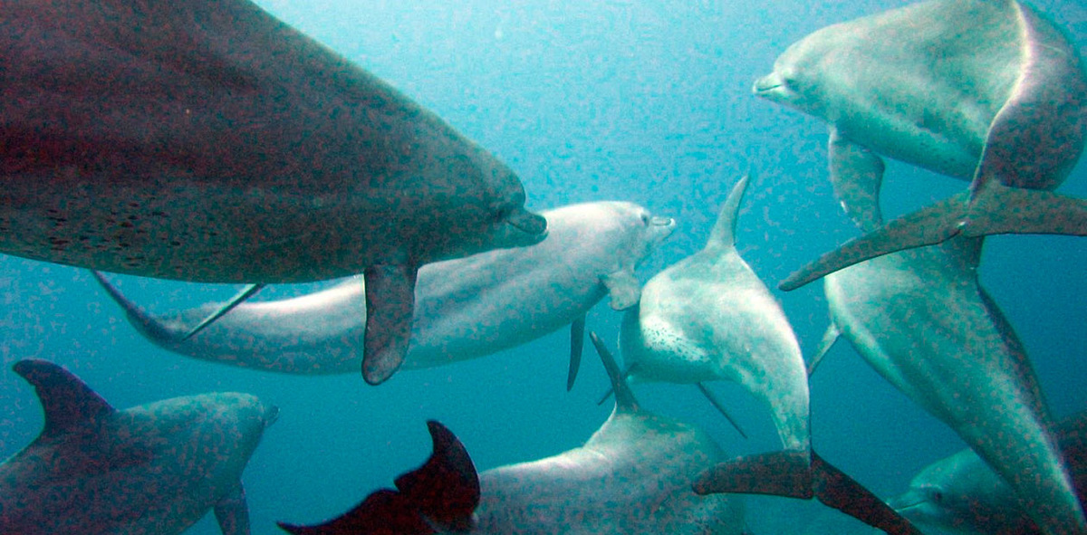 Дельфины рода индийская афалина. Красное море