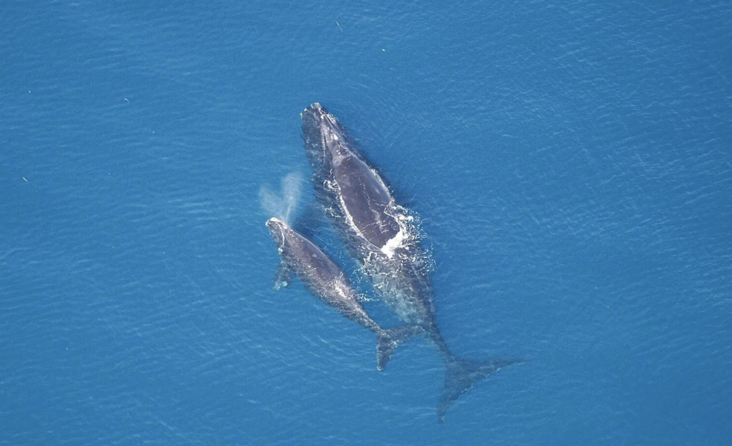 Фото: NOAA Photo Library