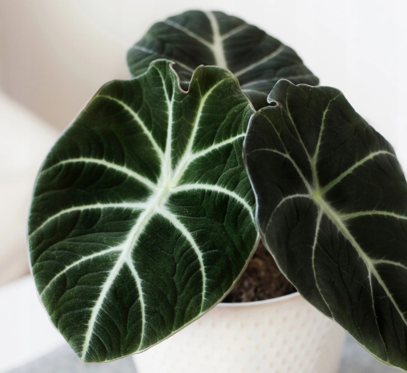 Alocasia reginula 'Black Velvet'