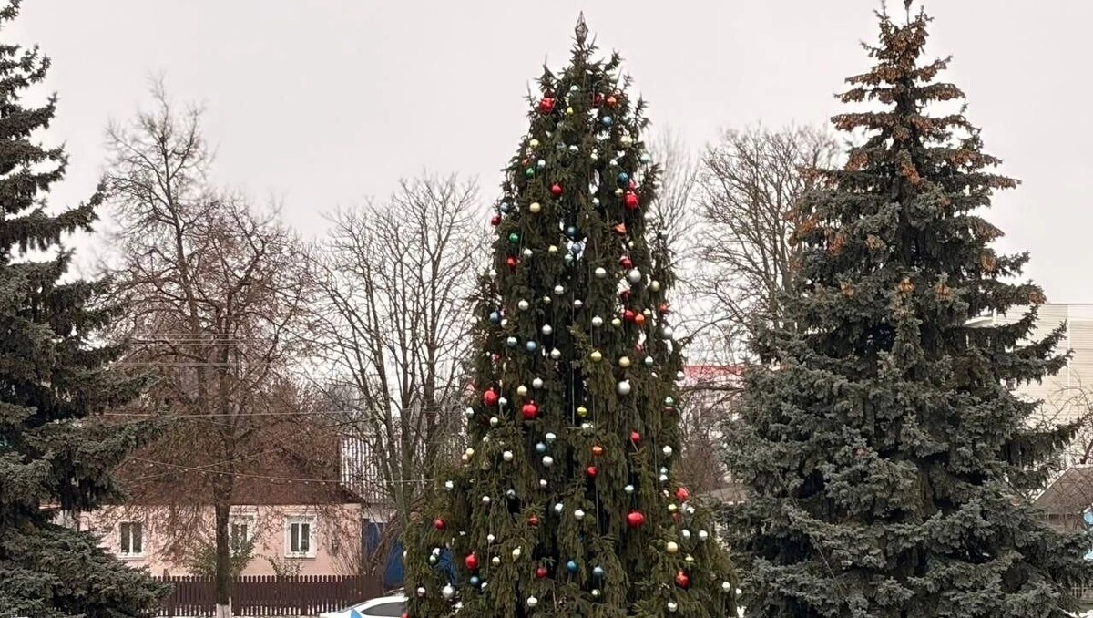    В Белгородской области торжественно открыли новогодние ёлки   страница Игоря Щепкина в ВК