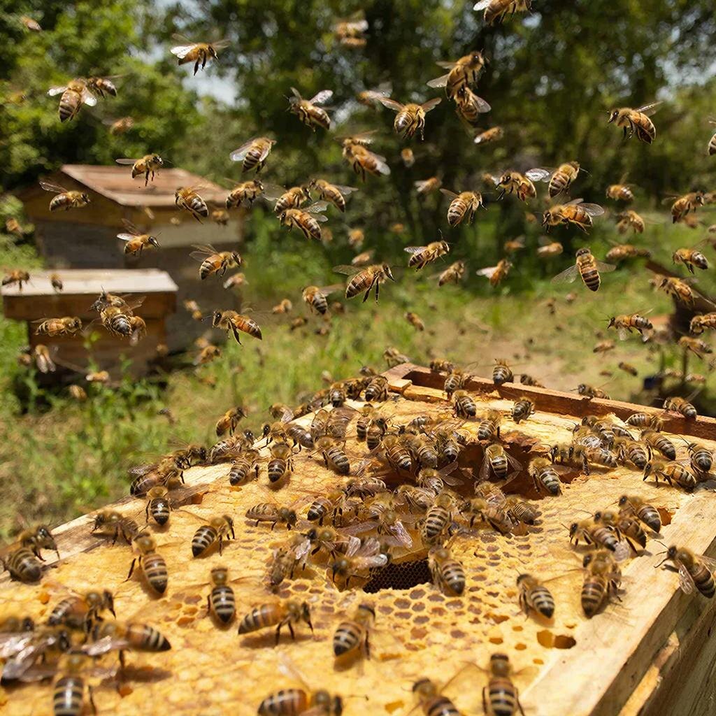 Пасека. Изображение сгенерировано сервисом GigaChat