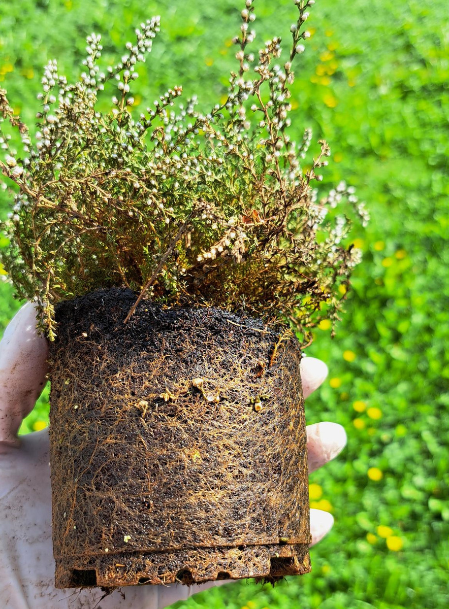    В таком виде сажать нельзя! Фото Татьяны (Tanyusik)