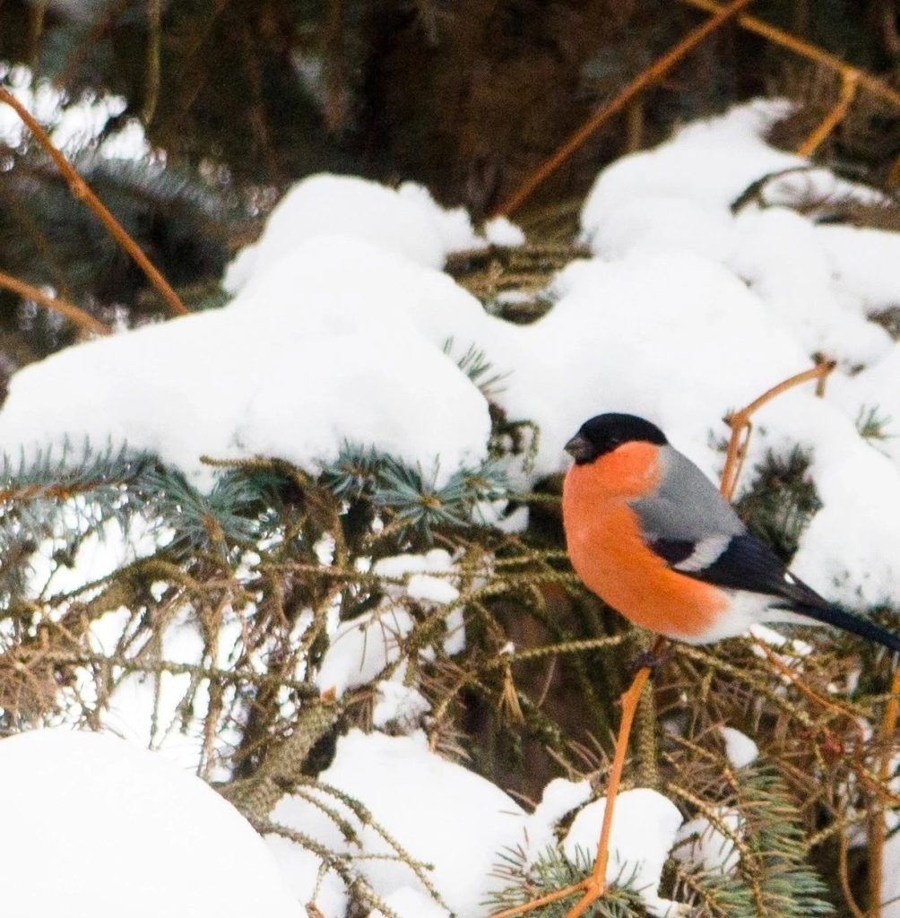    Ботанический сад-институт г. Йошкар-Ола
