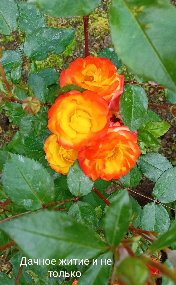 Спрей Мандарин роза. Фото автора