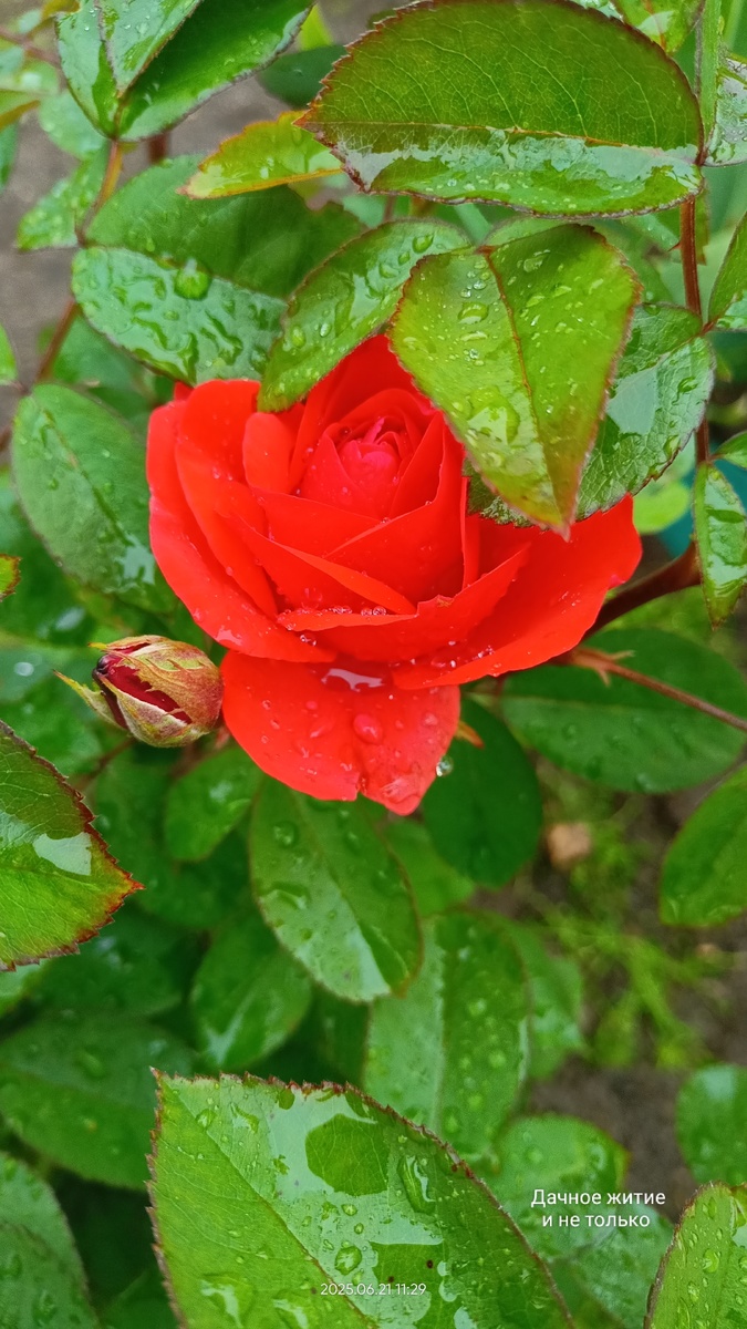 Красная флорибунда. Фото автора