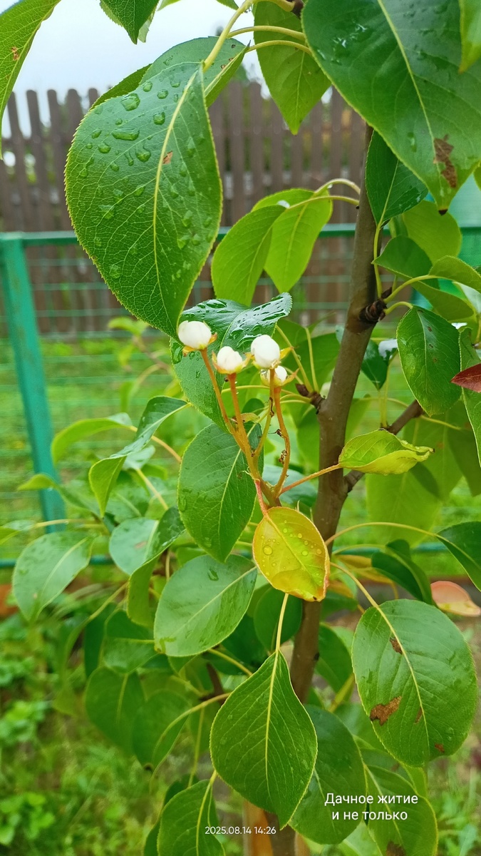 Груша Чижевского зацвела 14 августа. Фото автора