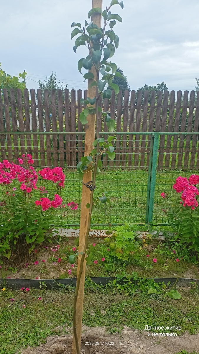 Груша Просто Мария. Фото автора