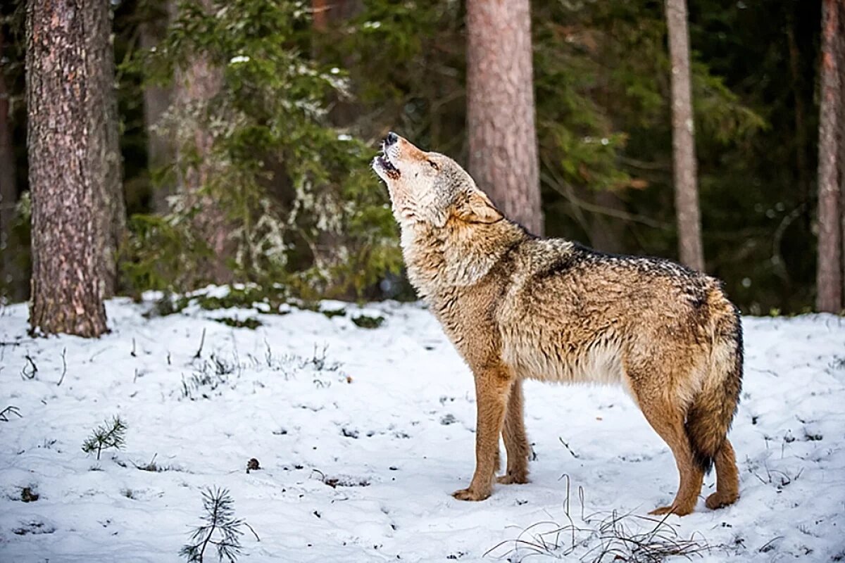    В МИД ответили на сообщения о нападениях русских волков на финских оленей