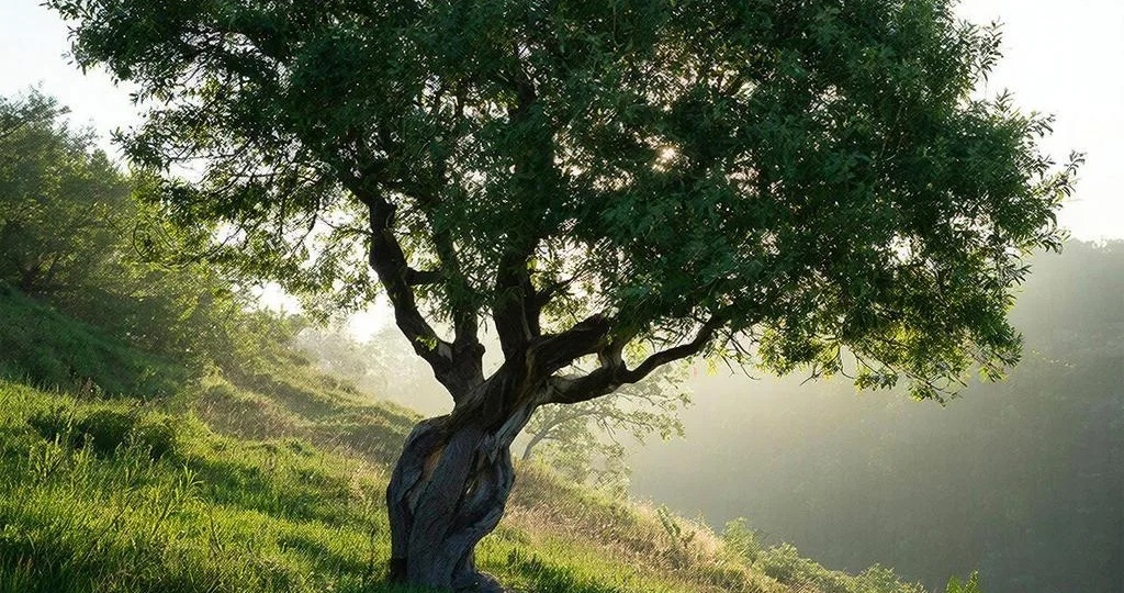 ПРИТЧА О ДРЕВЕ, КОТОРОЕ НЕ УХОДИТ