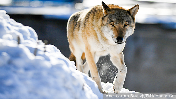     Фото: Александр Вильф/РИА Новости   
 Текст: Тимур Шайдуллин