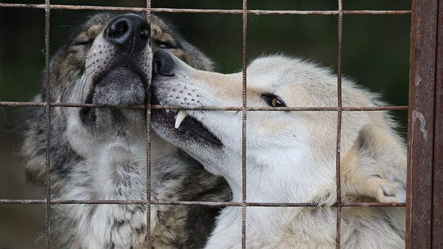    Фото: ИЗВЕСТИЯ/Дмитрий Коротаев