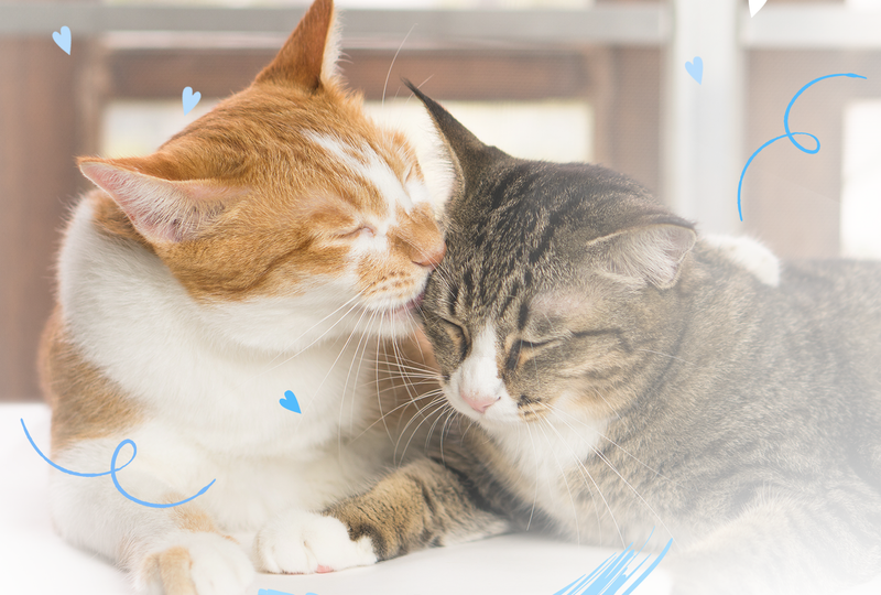 Новая кошка в доме: как избежать «туалетных войн»