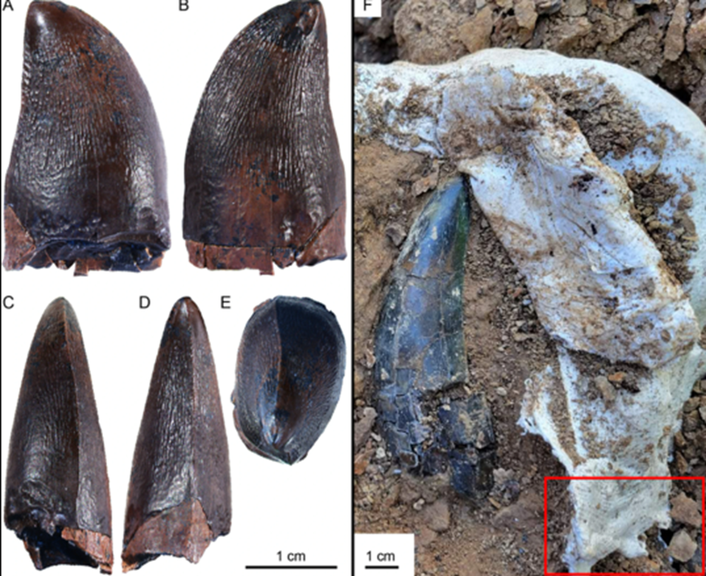     Фото: BMC Zoology