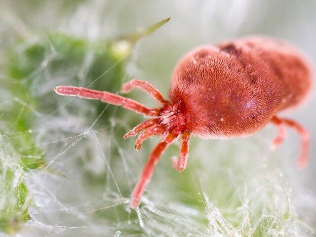    Фото: 123RF.com/schan