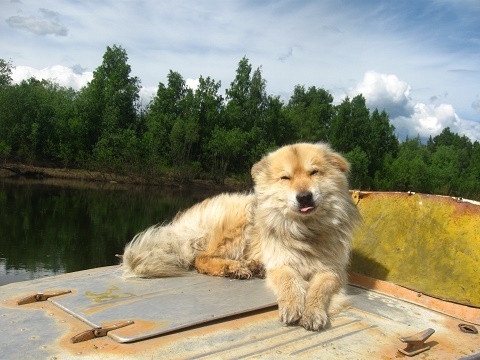 Человечество их глазами