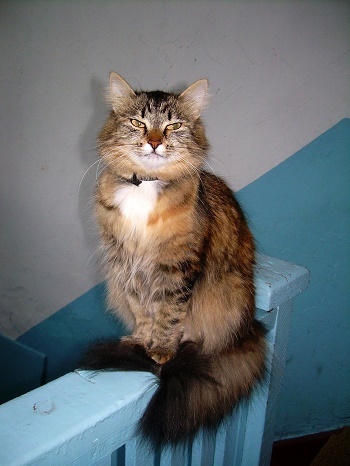 Фотографии Татьяны Немшановой. Крайний Север Западная Сибирь, Приполярный Урал, Таёжное село. Соседская кошка.