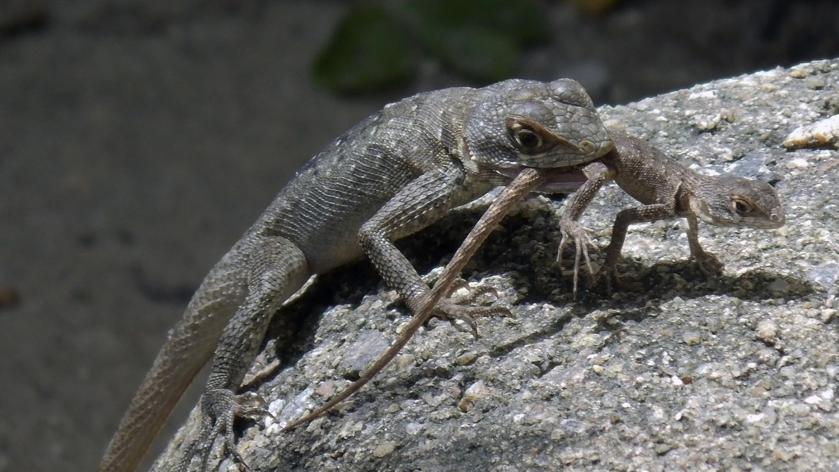 Учёные до сих пор полностью не понимают, почему некоторые животные поедают собственное потомство. Изображение: DEPOSITPHOTO