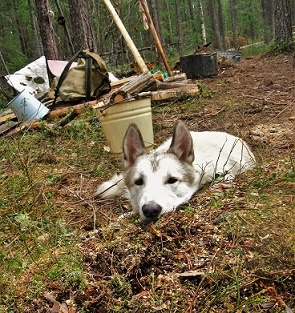 В тайге Сибири с Пулей