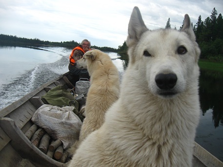 Фотографии Татьяны Немшановой. Лайки в лодке. Река Манья. Западная Сибирь, Приполярный Урал, Зауралье, Тайга Крайнего Севера ХМАО Югра. 