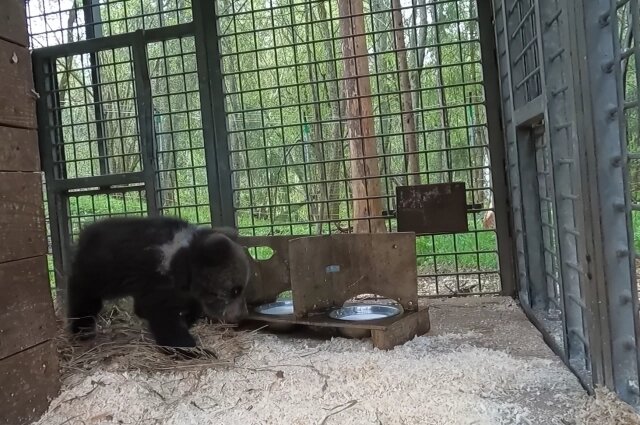    Фото: Центр спасения медвежат-сирот