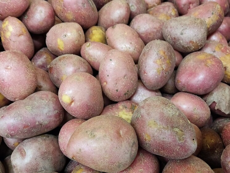     Область показала взрывной рост в первичном семеноводстве картофеля. Фото: Архив МК в Великом Новгороде