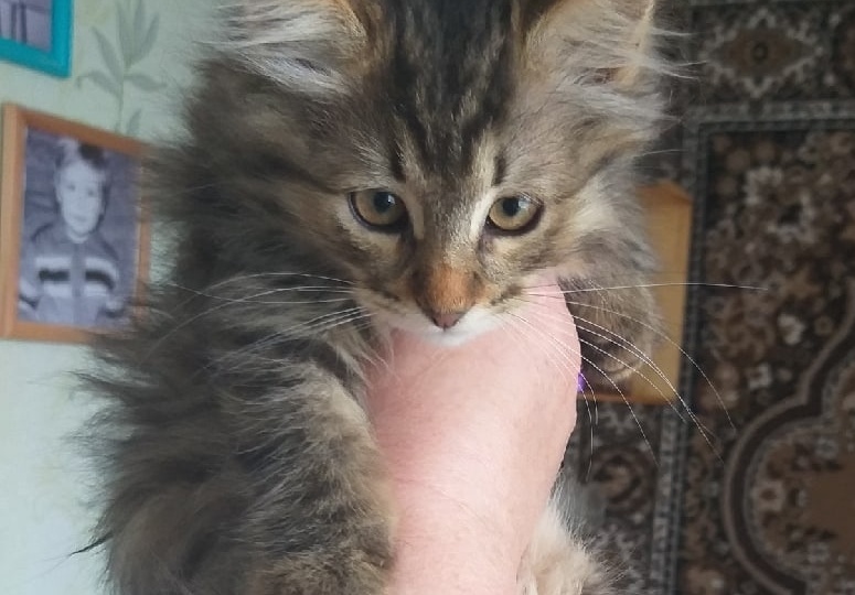 Котенок из-под ступенек