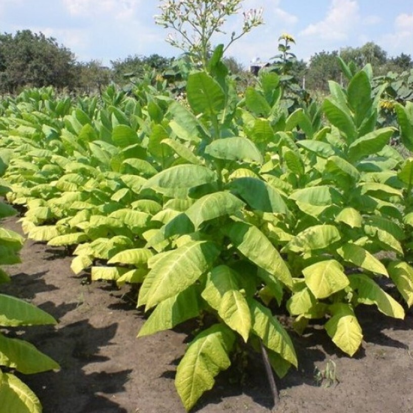 История табаководства в Приднестровье