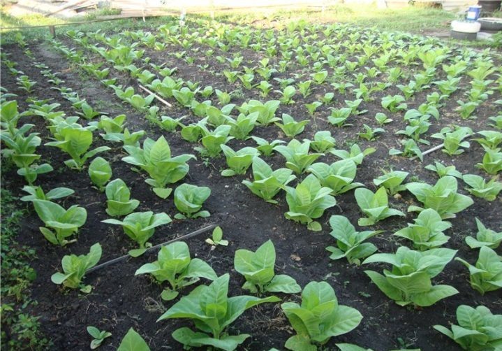 История табаководства в Приднестровье