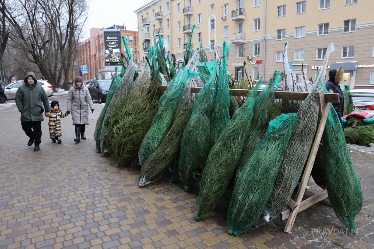    Букет с настоящими шишками можно купить от 400 рублей за пару больших веток, а метровая ёлка обойдется в тысячу рублей