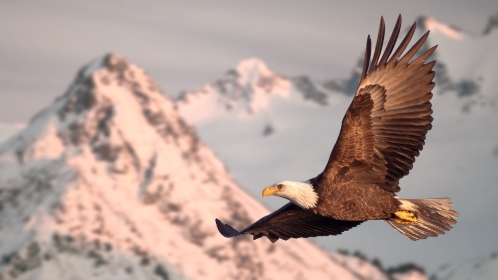     Фото: FloridaStock/Shutterstock/FOTODOM