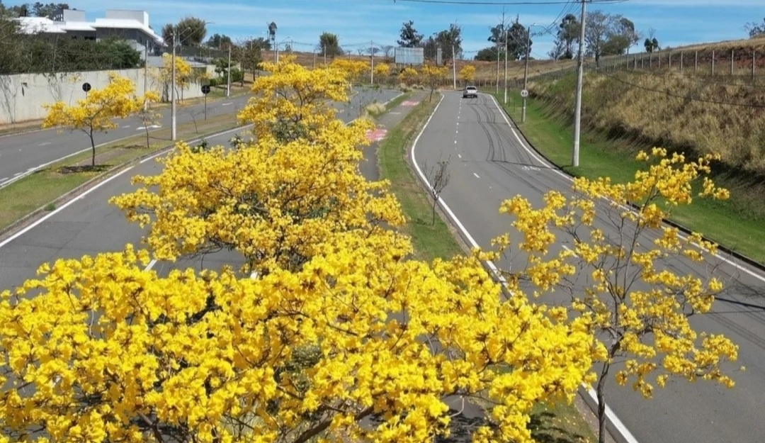 Город Кампинас.
