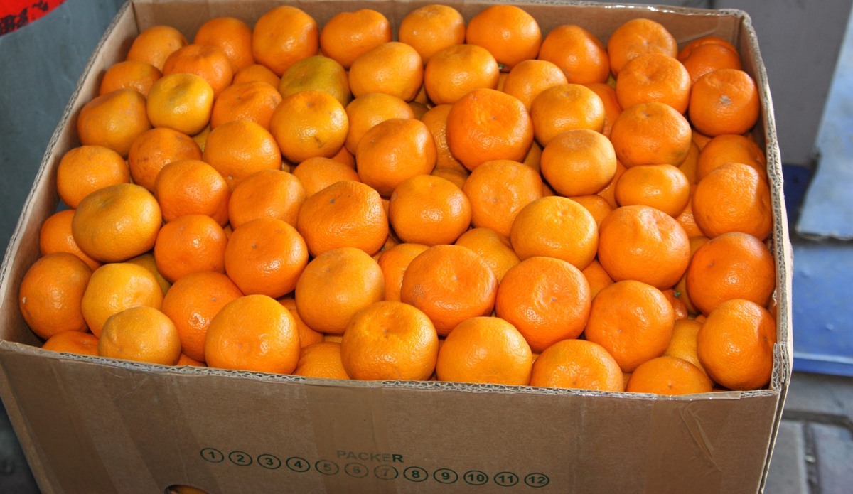 Фото: пресс-служба таможни города Сочи  📷
